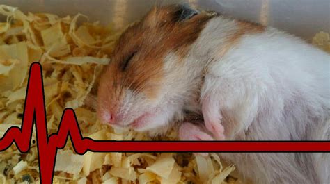 funny hamsters|funny hamster death stories.